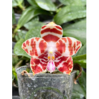 Phalaenopsis Amboinenses Red - T3