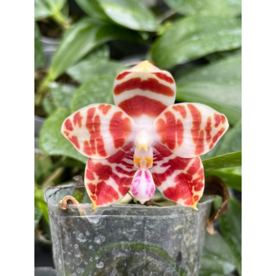 Phalaenopsis Amboinenses Red - T3