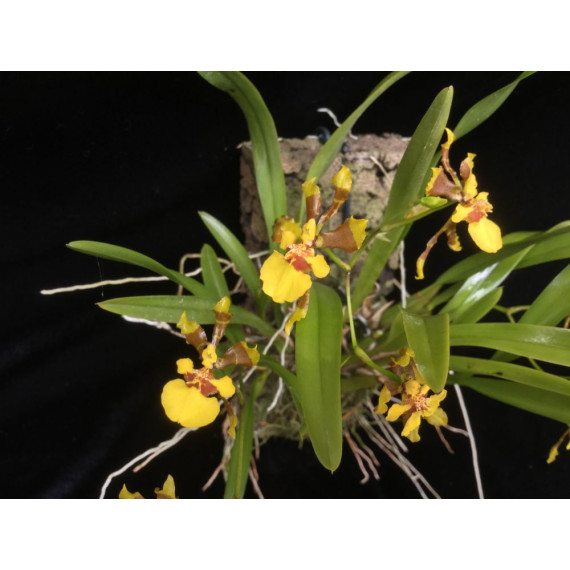 Oncidium Longipes - Muda