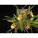 Oncidium Longipes - Muda