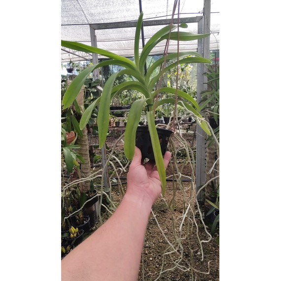 Vanda Adulta