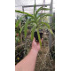 Vanda Adulta