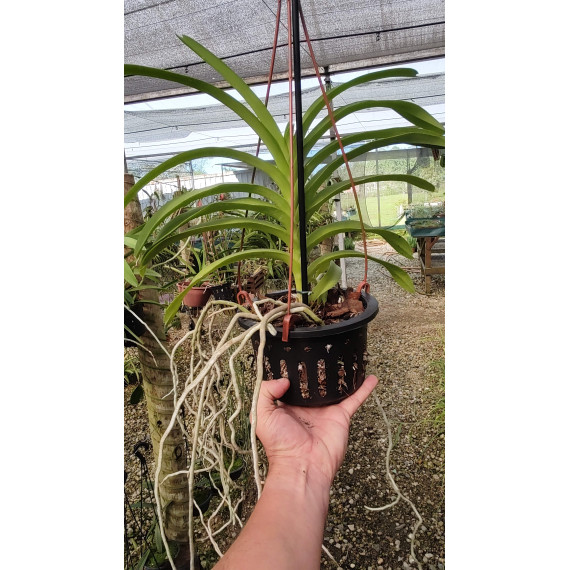 Vanda Adulta
