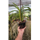 Vanda Adulta