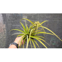 Tilandsia Captata