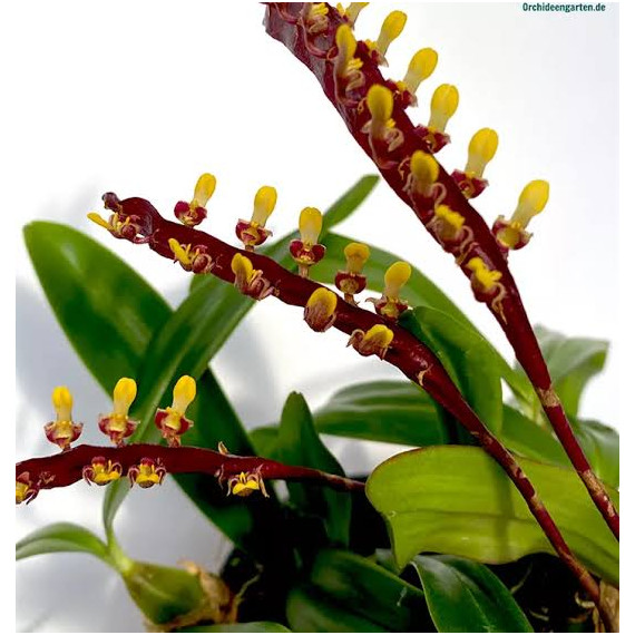 Bulbophyllum Buffo - AD