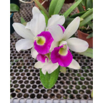 Bc. Hawaiian Star - AD