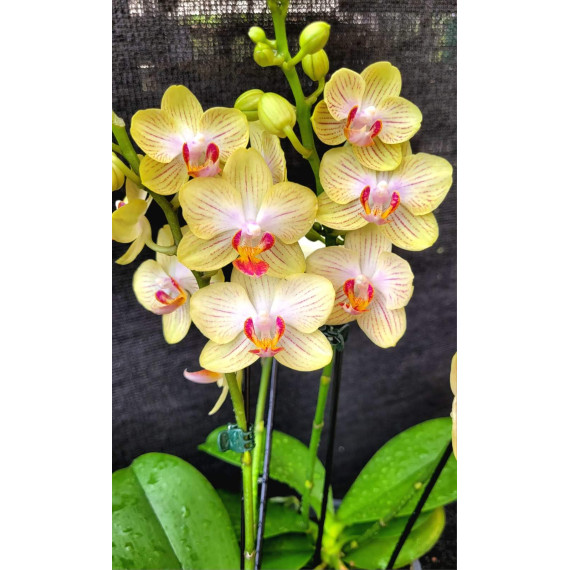 Phalaenopsis Multiflora Gold Baby (AD)