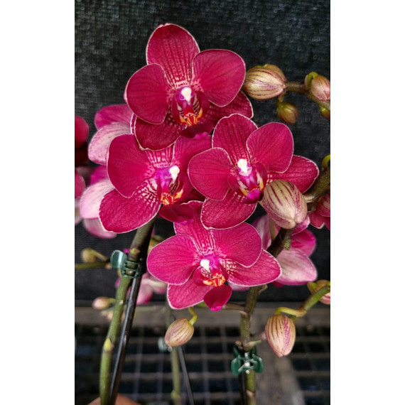Phalaenopsis Multiflora Sweet Burgundy - AD