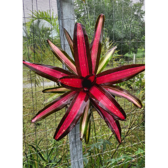 Neoregelia Zico - Muda 13 a 15 cm.