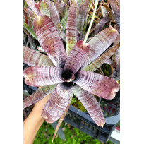 Neoregelia Pauciflora Purple