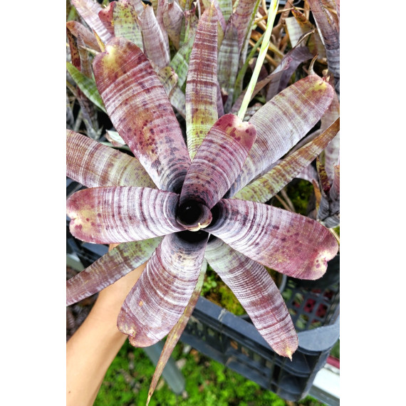 Neoregelia Pauciflora Purple