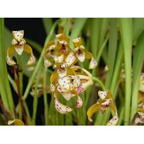 Maxillaria Picta (Aroma de Mel) - AD