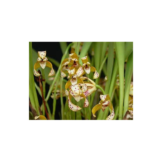 Maxillaria Picta (Aroma de Mel) - AD