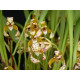 Maxillaria Picta (Aroma de Mel) - AD
