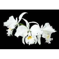 Cattleya Labiata var. Alba - AD