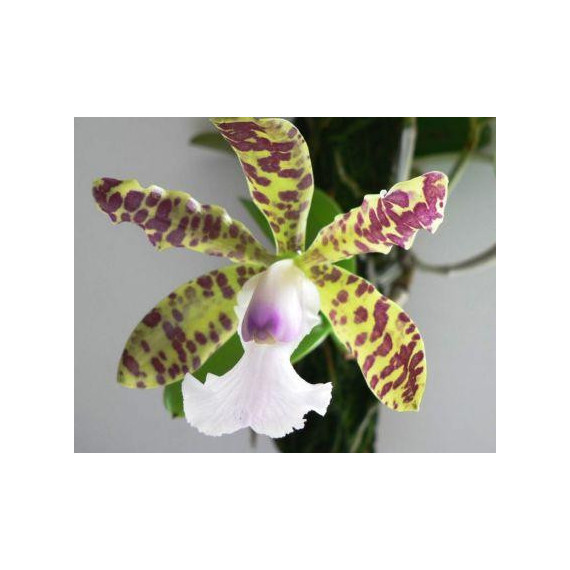 Cattleya Aclandiae Albescens Caroline x Self