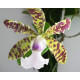 Cattleya Aclandiae Albescens Caroline x Self