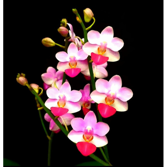 Doritaenopsis Lius Triprince - AD
