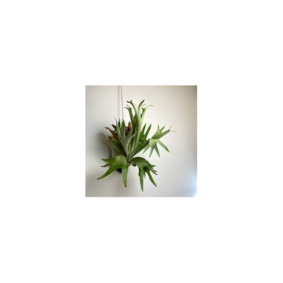 Platycerium Diversifolium + Deck de Madeira