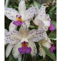 Cattleya Amethystoglossa Coerulea Atalaya - NBS