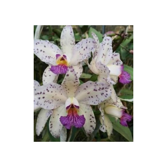 Cattleya Amethystoglossa Coerulea Atalaya - NBS