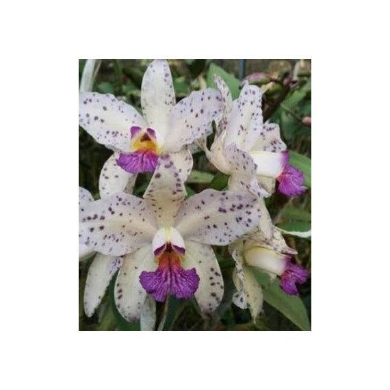 Cattleya Amethystoglossa Coerulea Atalaya x Self - Botão Floral