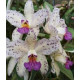Cattleya Amethystoglossa Coerulea Atalaya - NBS