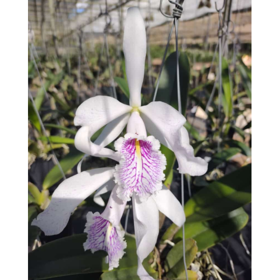 Cattleya Máxima Semi Alba Estriata  - AD