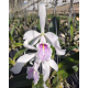 Cattleya Máxima Semi Alba Estriata  - AD