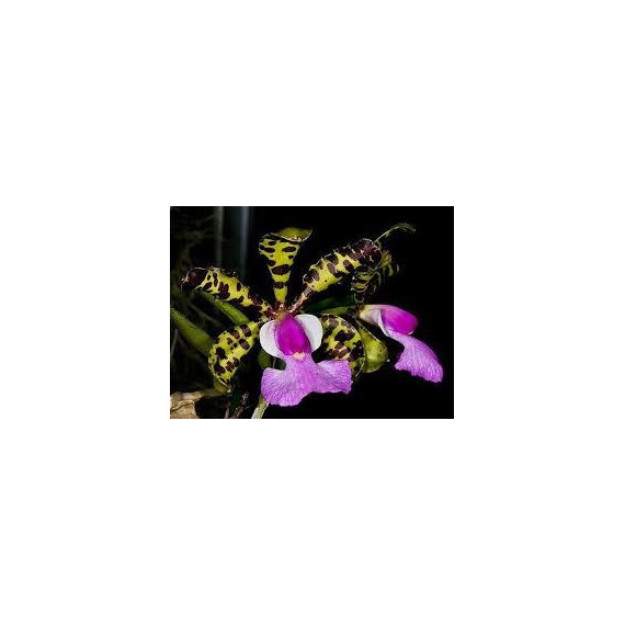 Cattleya Aclandiae Baianinha