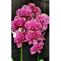 Phalaenopsis F. Black Leopard (Com Haste Floral)
