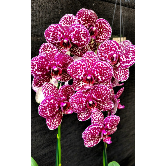 Phalaenopsis F. Black Leopard (AD)