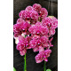 Phalaenopsis F. Black Leopard (AD)