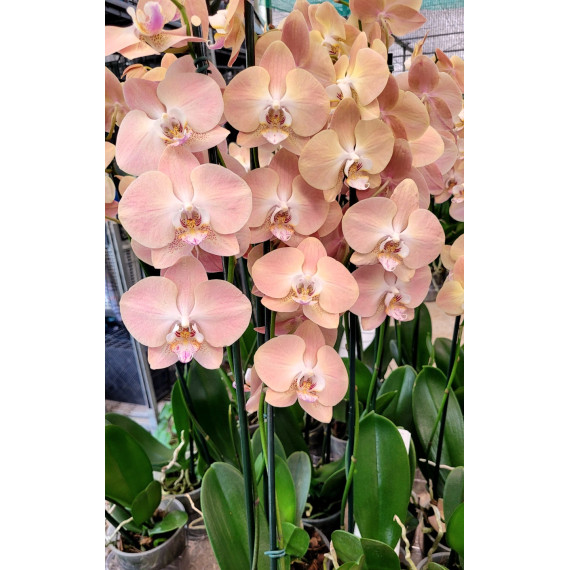 Phalaenopsis Dame Etna - COM 2 HASTES FLORAIS