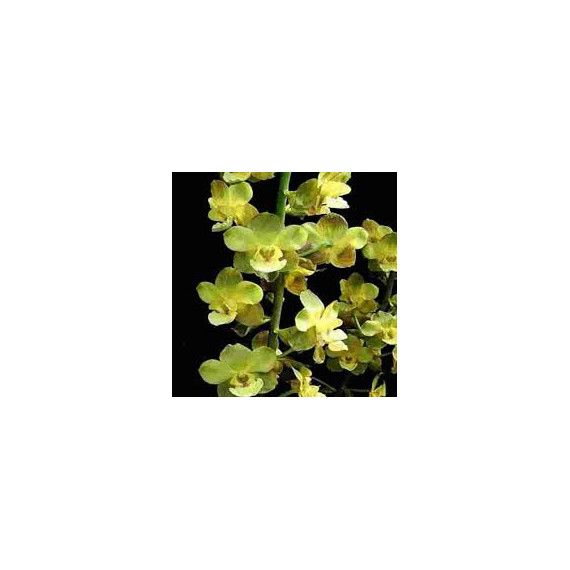 Cyrtopodium Andersonii