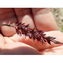 Bulbophyllum Insectiferum - AD