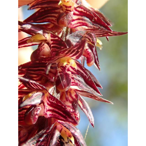 Bulbophyllum Insectiferum - AD