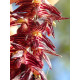 Bulbophyllum Insectiferum - AD