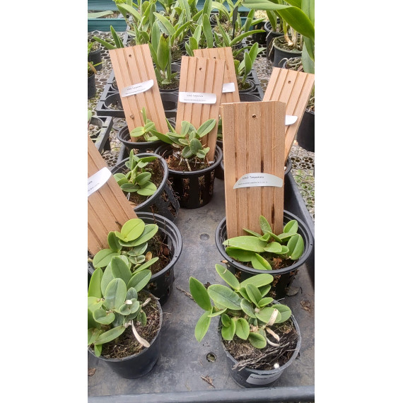 Schomburgkia Thompsoniana - T3