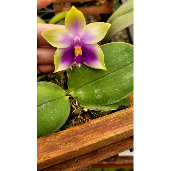 Phalaenopsis Violácea Sumatra x Self - Haste Floral