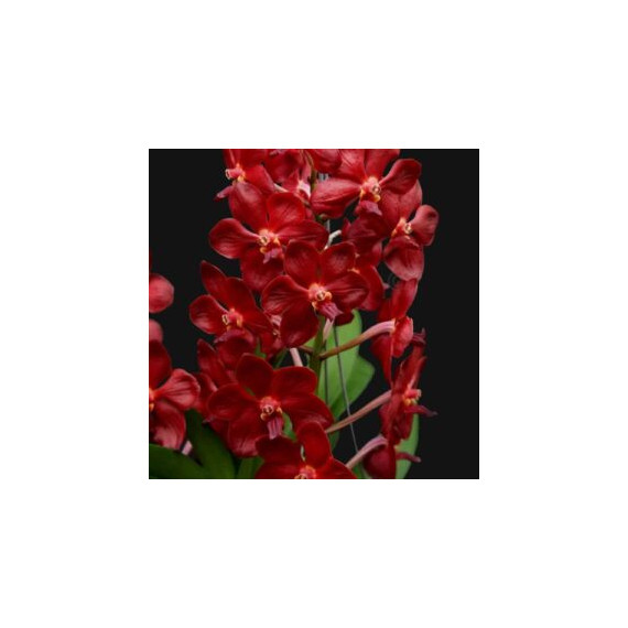 Vascostylis Red Jame - Iniciando Haste (PROMOCIONAL)