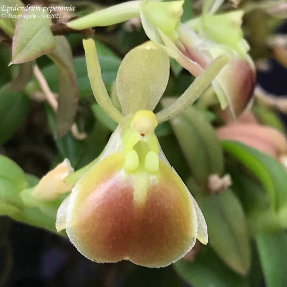 Epidendrum Porpax Peperomia - AD
