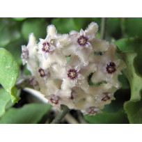 Flor de Cera (Hoya Kanyakumariana) - 10 cm