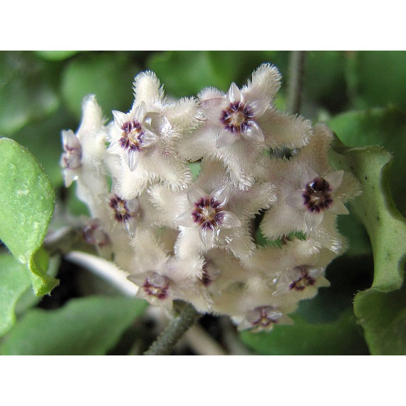 Flor de Cera (Hoya Kanyakumariana)