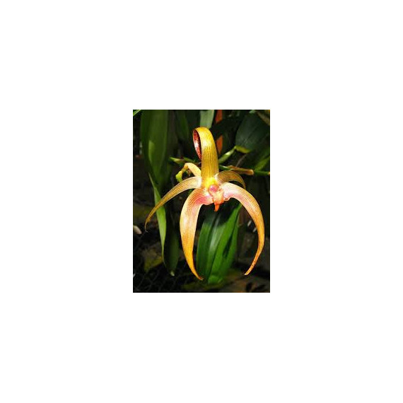 Bulbophyllum Blumei - AD