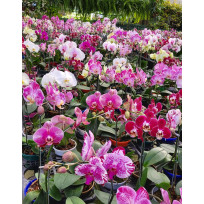 Phalaenopsis Surpresa - AD