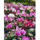 Phalaenopsis Surpresa - AD