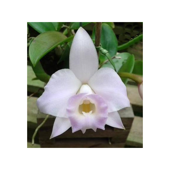 Laelia Alaorii var. Albescens - NBS