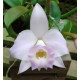 Laelia Alaorii var. Albescens - NBS